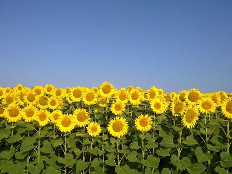 A perfectly symmetrical row of sunflowers with a blue sky