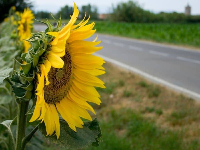 Sunflower close up seen by the side of a road