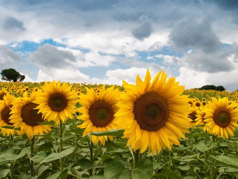 Close up of sunflowers in a field with a cloudy sky behind them