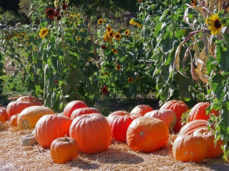 Sunflowers side by side with big orange pumpkins at a local California sunflower farm and pumpkin farm