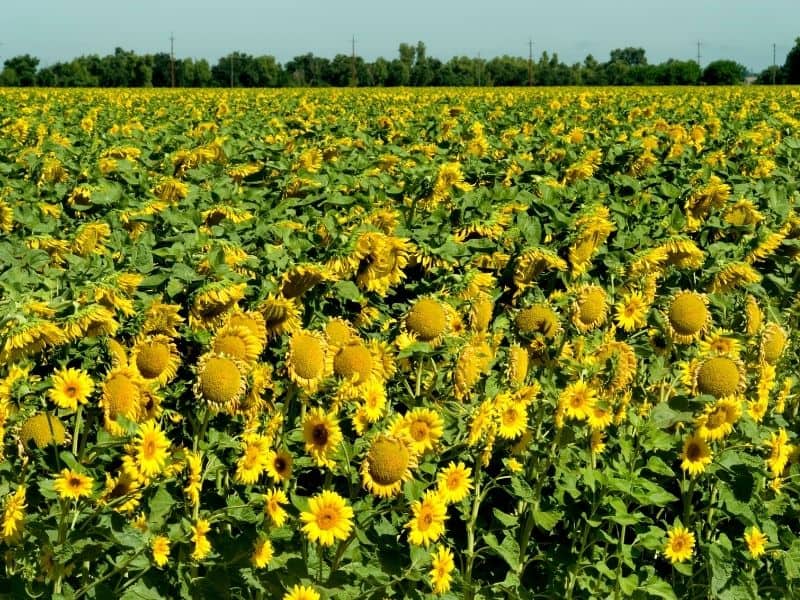 A field of fully blooming yellow sunflowers in California in the summer