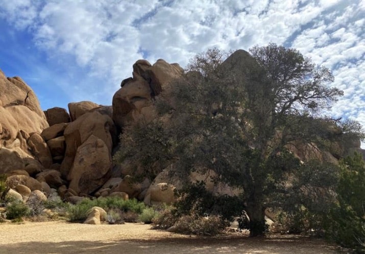 An oak tree somehow miraculously thriving in the middle of a desert landscape, the only oak for miles and miles, surrounded by rock and desert fauna.