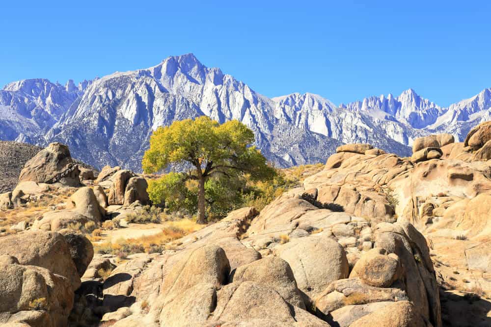 Rocky landscapes in beige and brown at the Alabama Hills, with a tree in the center, with the high peaks of the Eastern Sierras in the background.