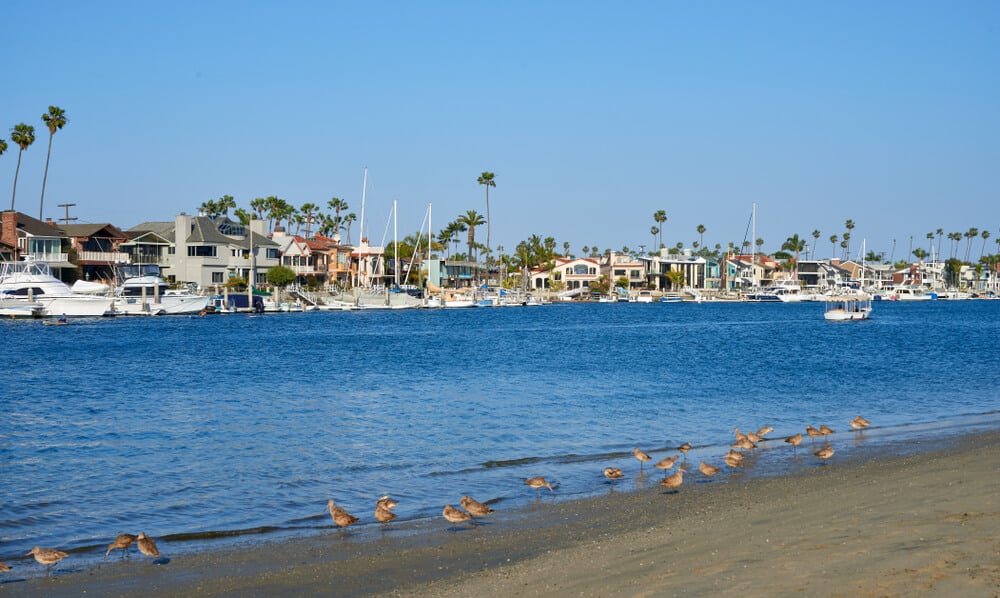 beach with birds on the shore on alamitos bay with fancy houses and yachts on the other side of the beach