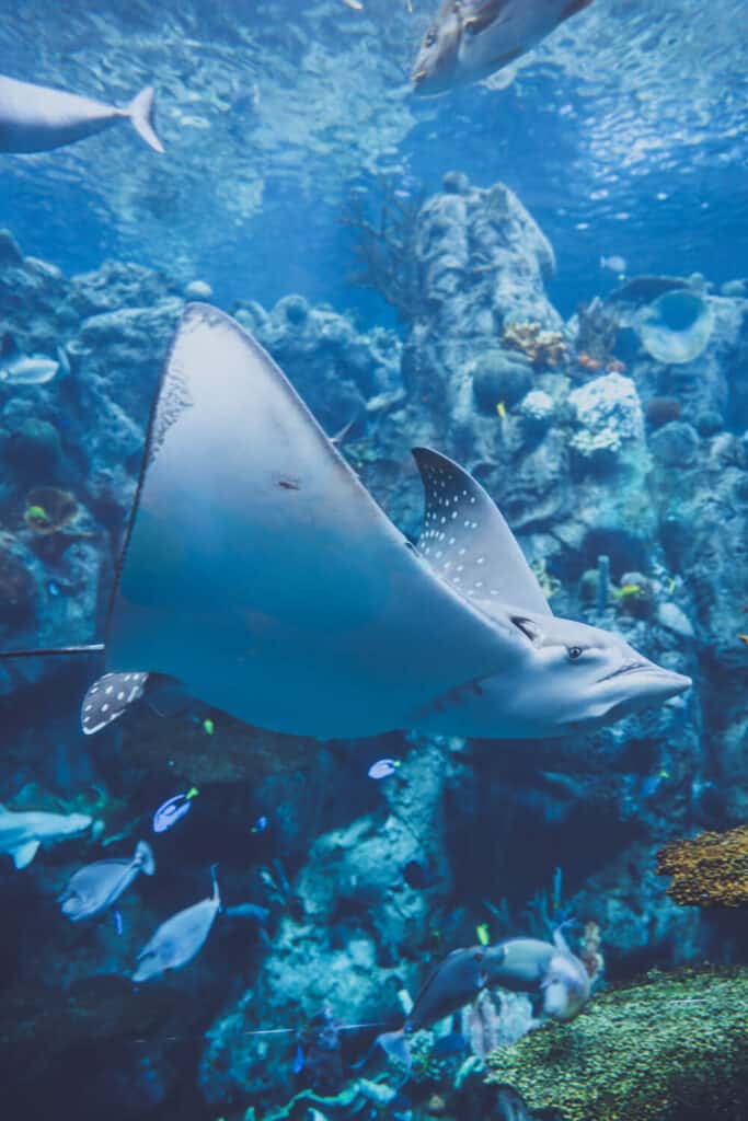 a manta ray swimming at the aquarium of the pacific in long beach