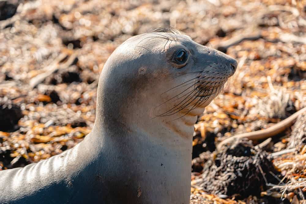 Close up of a cute baby sea lion on the shore in California