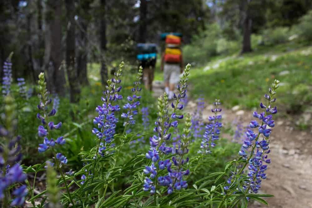 Purple lupine flowers in focus with two hikers in the distance wtih colorful backpacks.