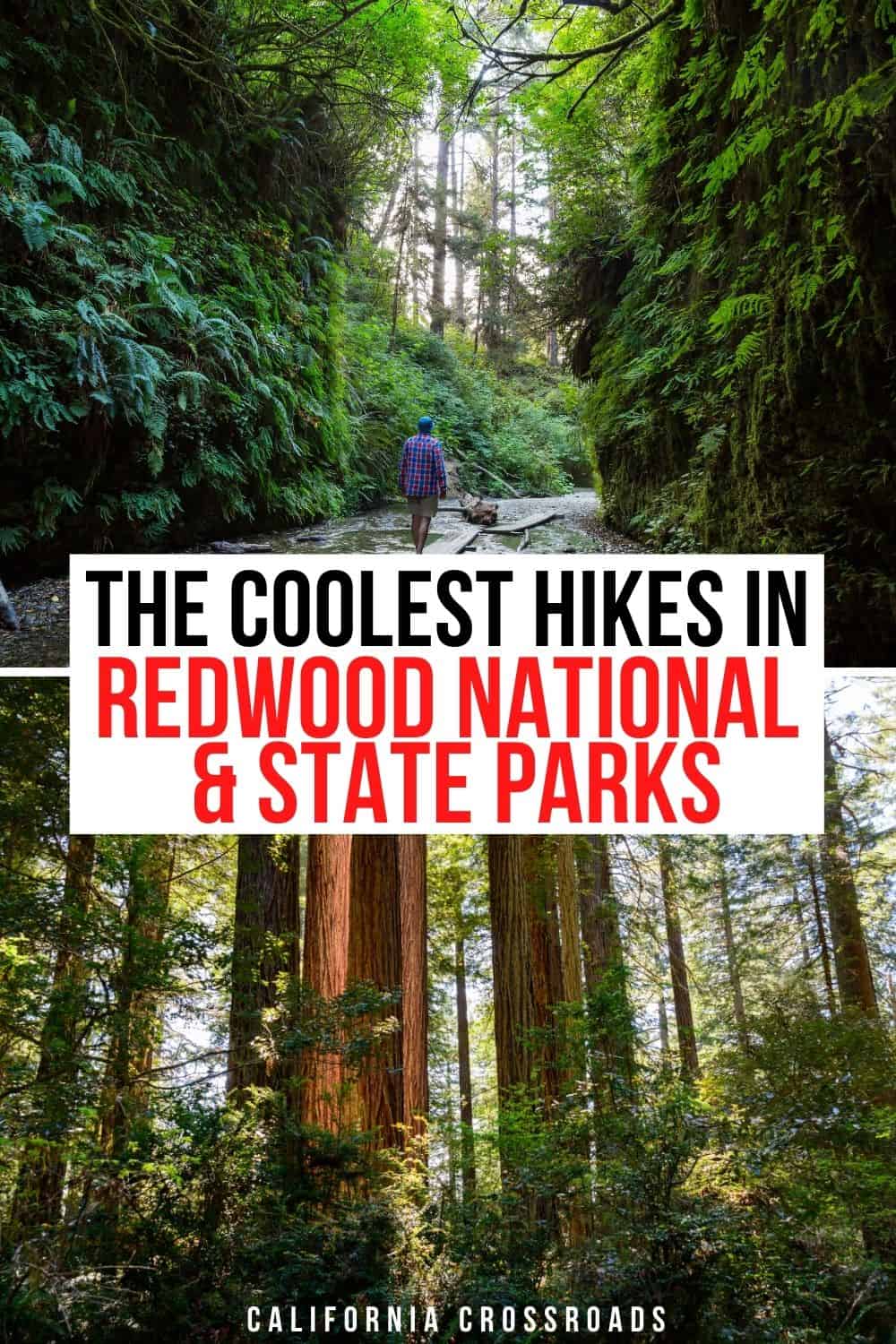 Best Hikes in Redwood National Park: 4 Epic Redwood Trails in Northern ...