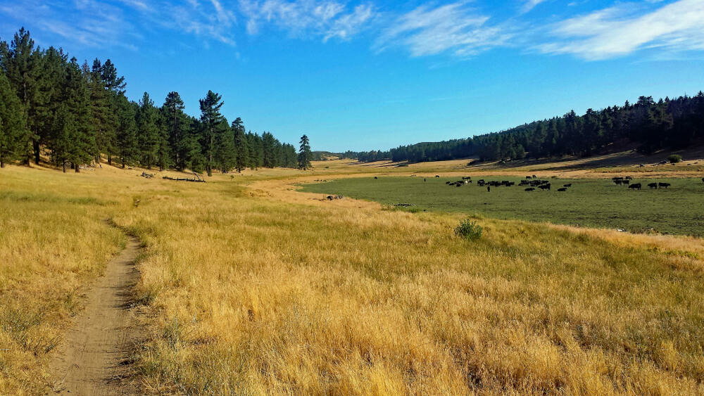 Cows Grazing on Dry Big Laguna Lake, Laguna Mountains
