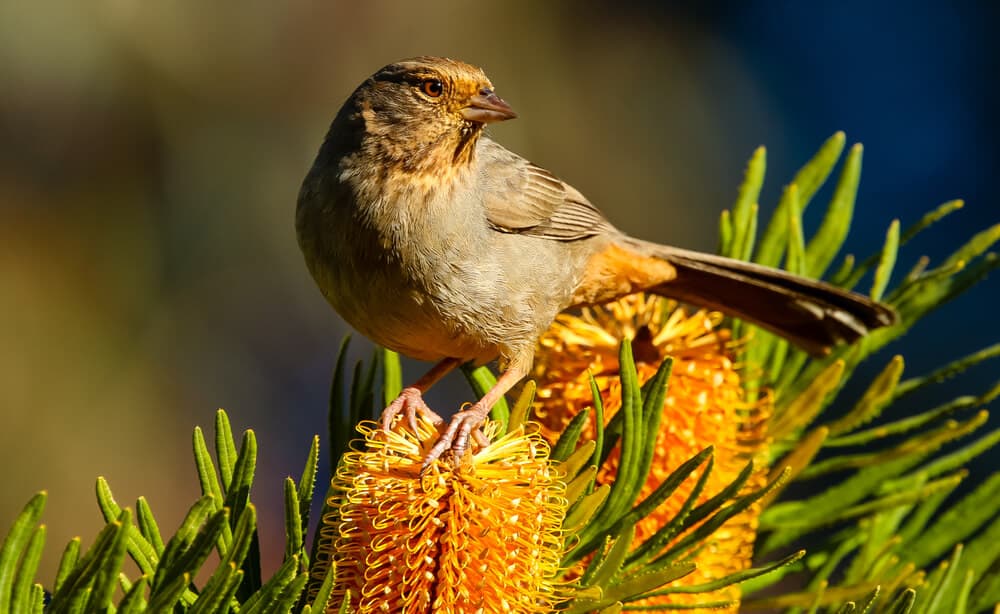 brown and orange bird perched on an orange flower with pine needles