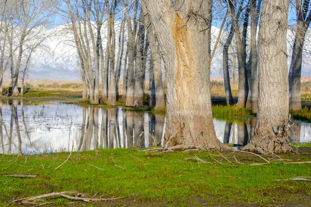 Grass and tree trunks next to a lake in the city park of Bishop, a must visit road trip stop along Highway 395