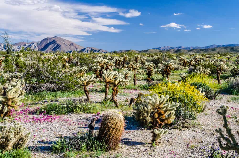 Brilliantly colored cacti flowers and wildflowers in the Anza Borrego desert landscape on a sunny spring day