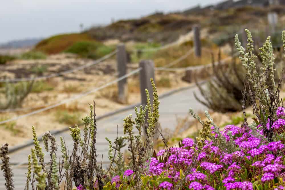 Pink flowers on a coastal trail near Monterey on an overcast day.