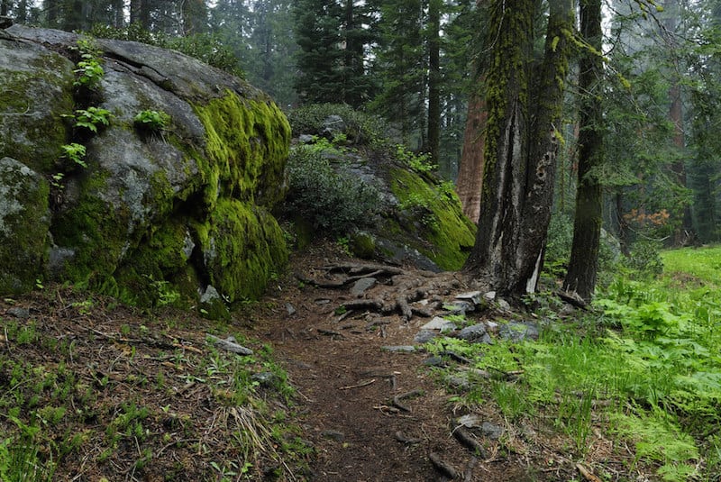 trail of the sequoias along the crescent meadow area