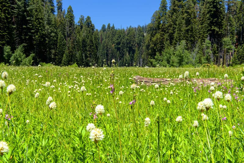 Summertime at Crescent Meadow in Sequoia National Park, California, with small white wildflowers in a meadow near evergreen trees.
