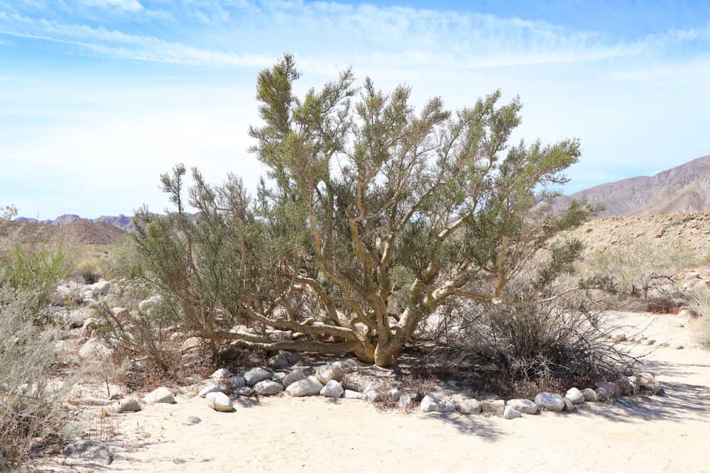 A rare elephant tree found in Anza Borrego State Park