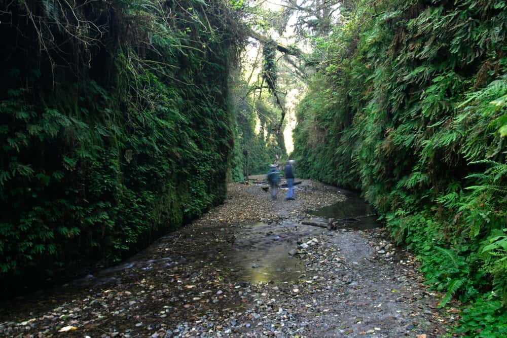 the lush landscape of fern canyon in prairie creek redwoods state park