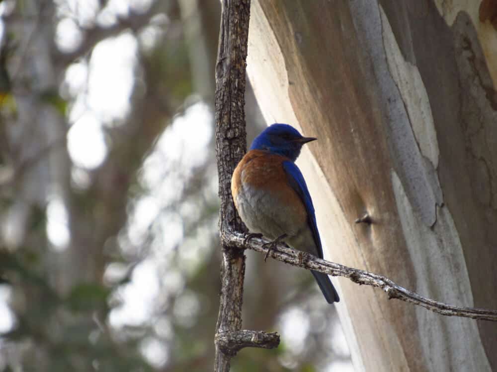 Bird with blue head, orange and white chest, sitting on a branch in Guajome Park