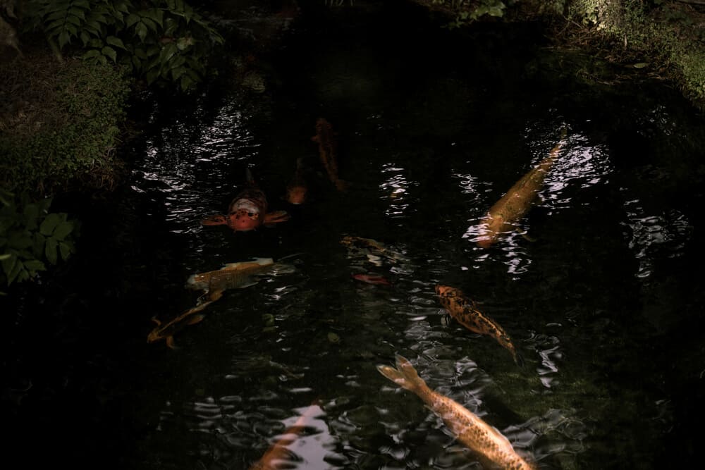 koi fish in a dark shadowy pond at the meditation gardens in encinitas