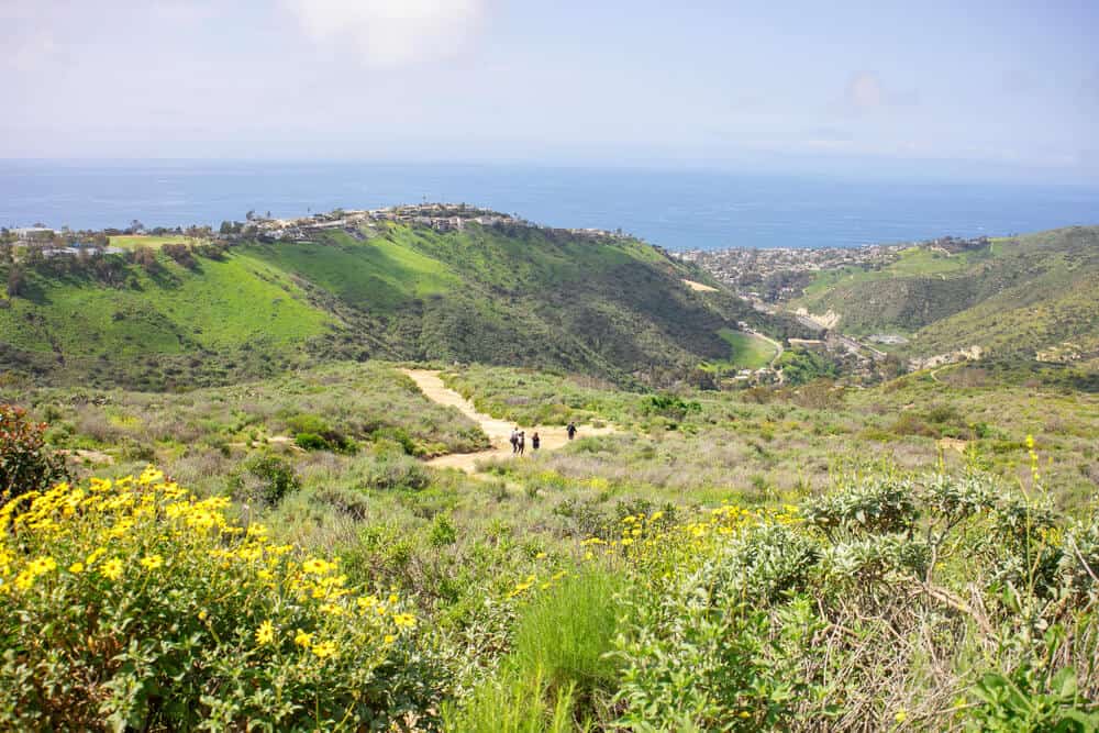 People hiking amidst green fields and yellow wildflowers in Laguna Beach with a view of the ocean.