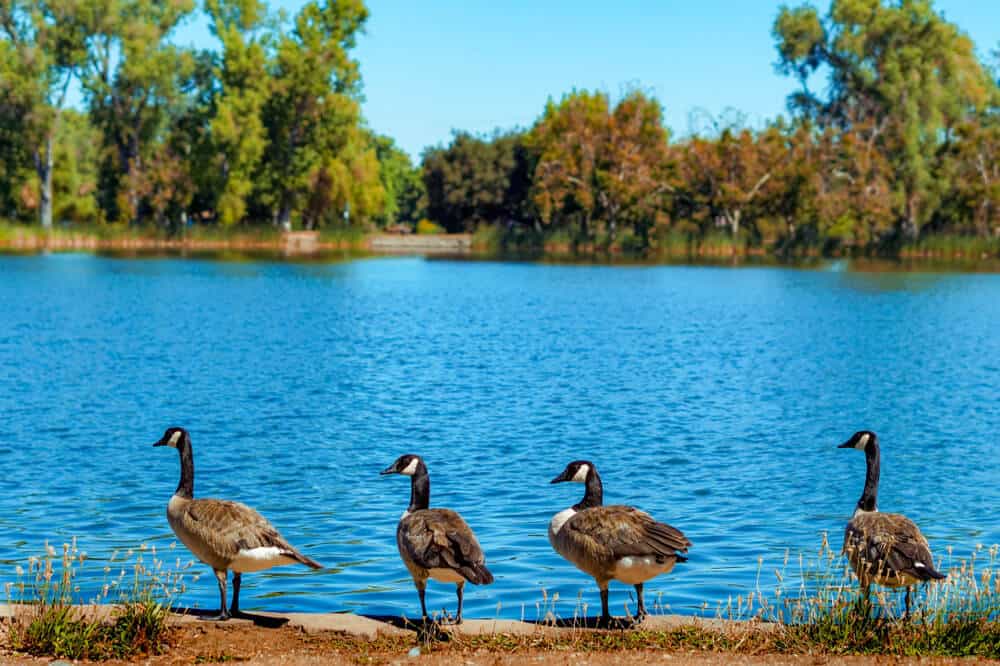 Four geese standing in front of blue water at Lodi Lak -- kayaking there is a fun thing to do in Lodi