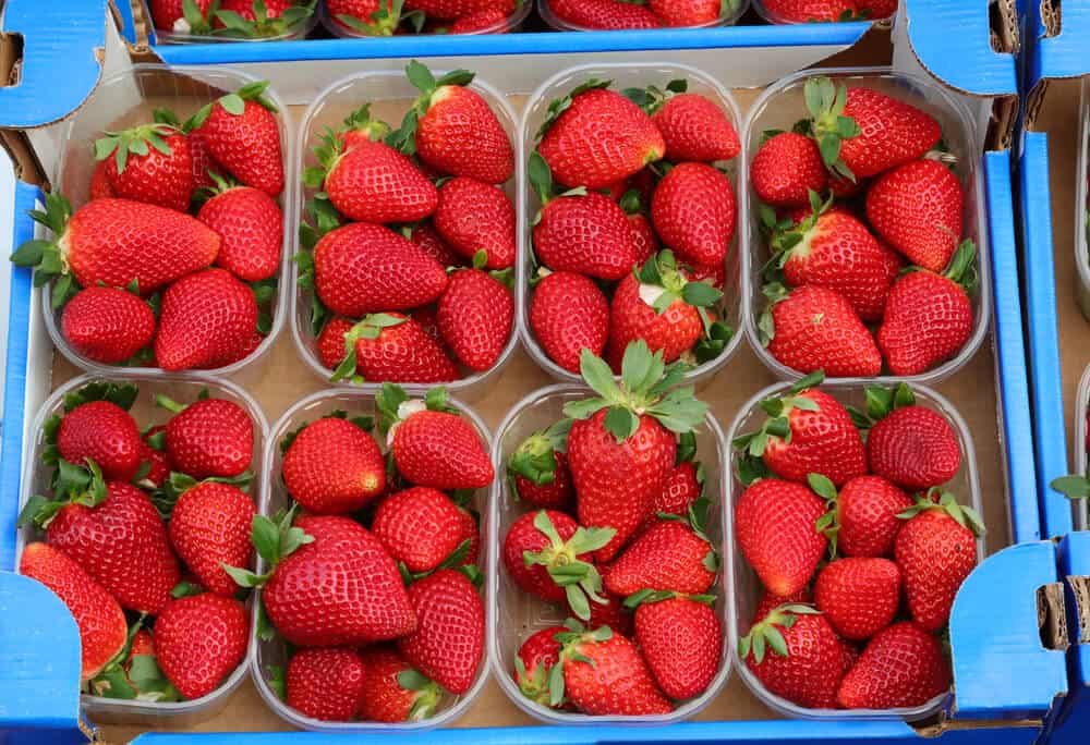 Brilliant red California strawberries, packed 8 to a box, in a blue crate.