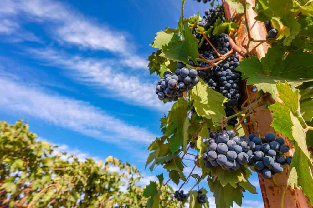 Purplish red wine grapes on a vine in a popular vineyard in Lodi California - wine tasting is a must do in Lodi