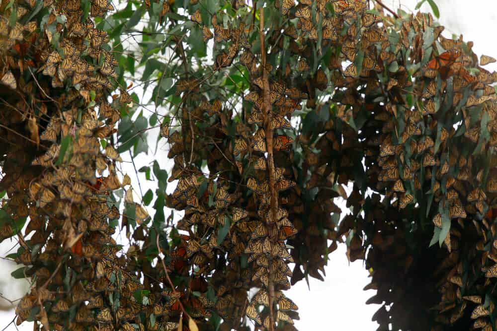 Clusters of orange monarch butterflies on a green eucalyptus tree staying warm for winter