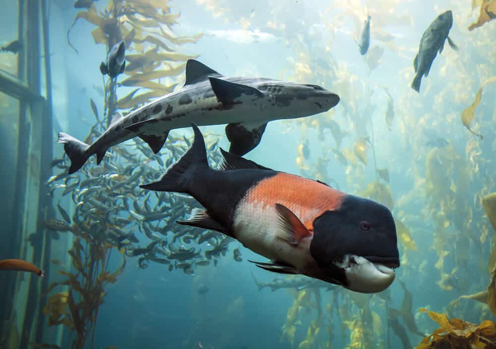 A shark with some spots and a large black fish with coral coloring, and other fish, in the kelp forest tank in Monterey Bay Aquarium.