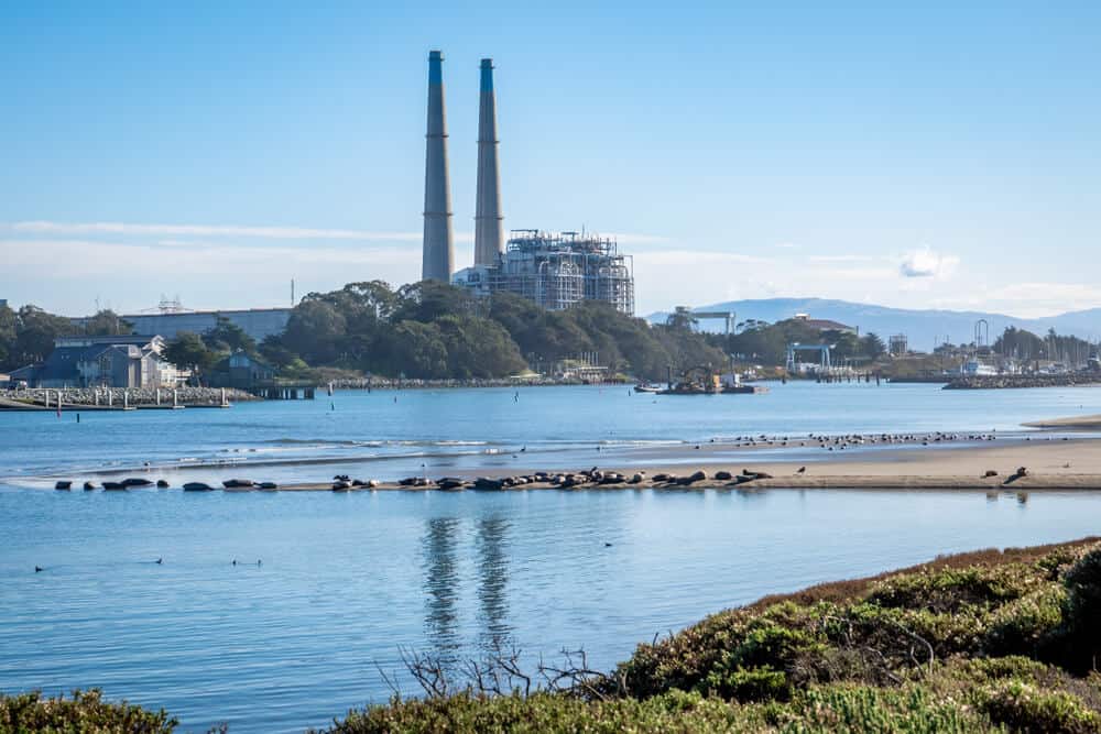 Harbor seals and seagulls rest on a protected beach at Moss Landing Harbor, with the natural gas powered Moss Landing power plant and its smoke stacks in the background.