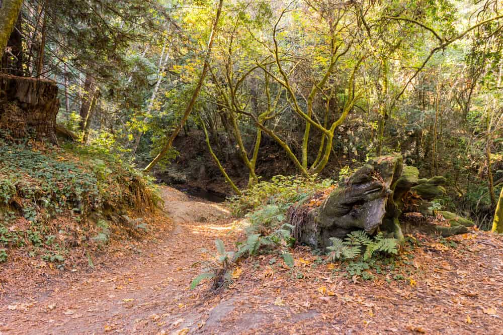 reddish brown leaves on the floor next to ferns, tree trunks, and moss-covered trees in nisene marks state park