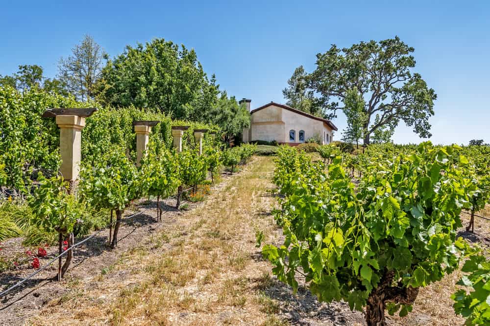 winery in paso robles with vineyards and a tree