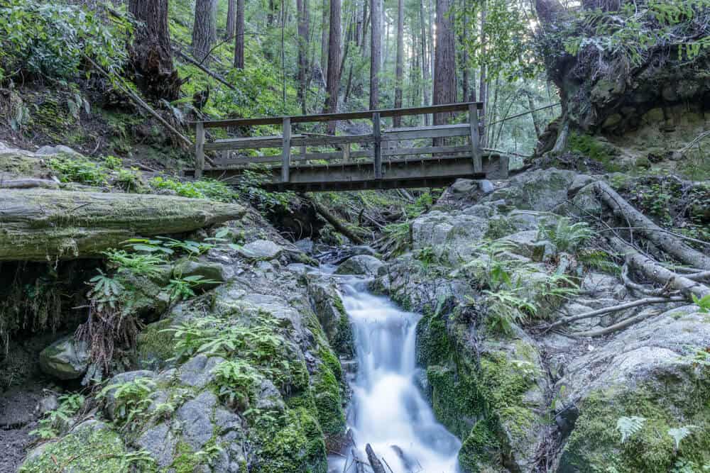 Fall Creek at Henry Cowell Redwoods State Park, cascading over a small drop in the river, a wooden bridge, and redwoods around it.