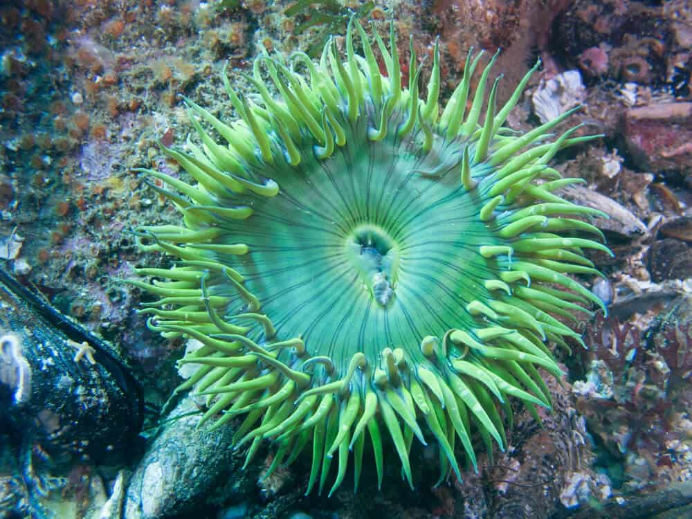 brilliant green sea anemone visible under the water scuba diving in santa cruz, a popular thing to do in santa cruz