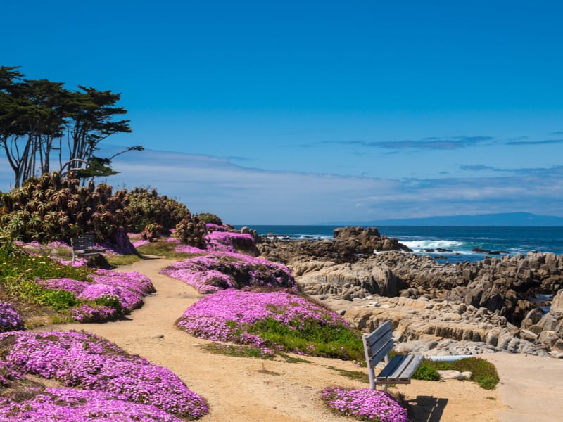 Image of Monterey coastline trail with bench and pink flowers and ocean