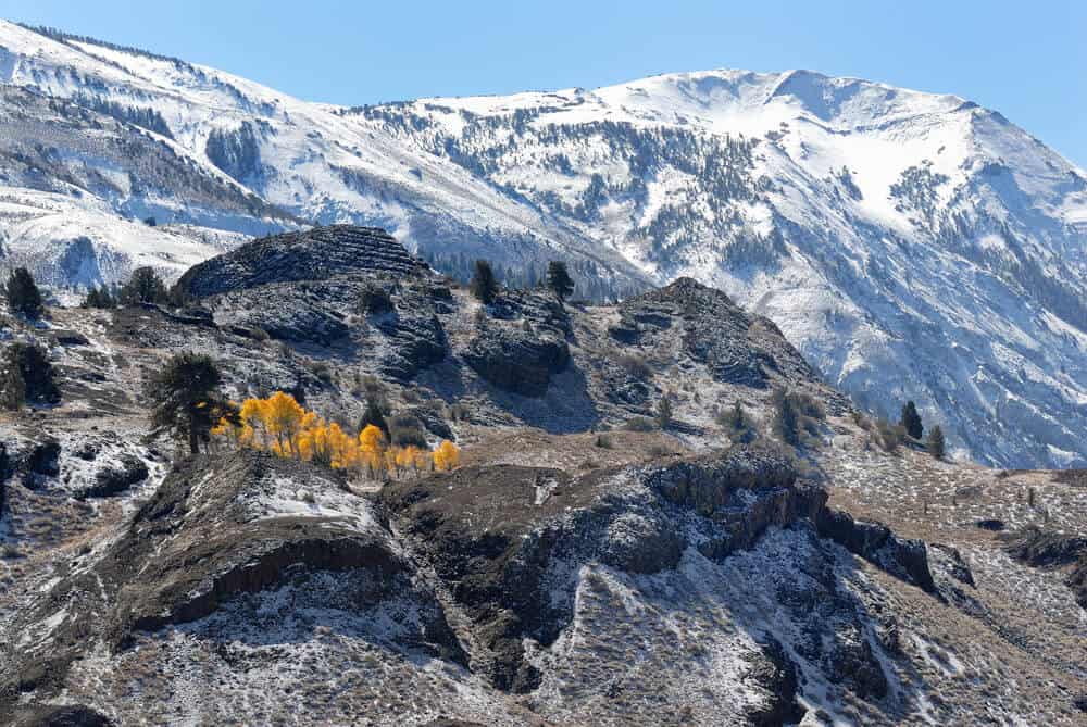 Autumn colored aspens in Sonora Pass with snow-covered peaks in the background