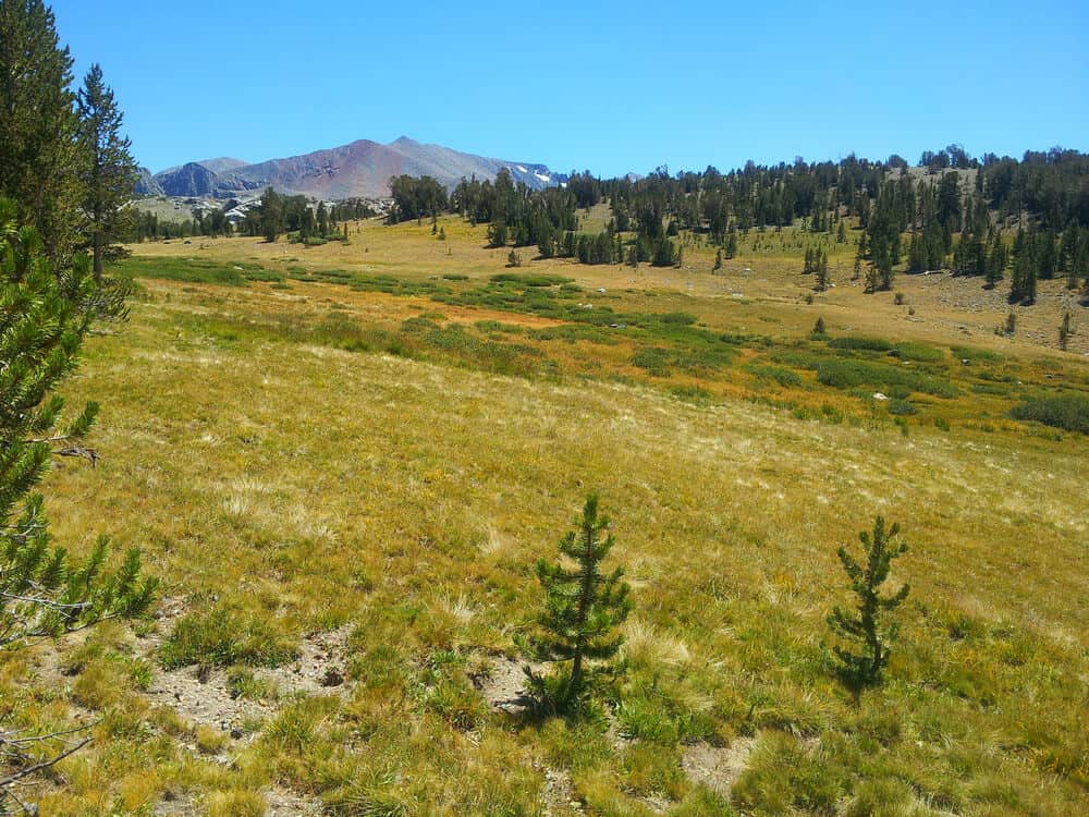 View of Tuolumne Meadows grasslands and distant Sierras