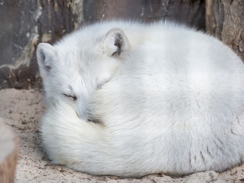 White arctic fox curled up and sleeping