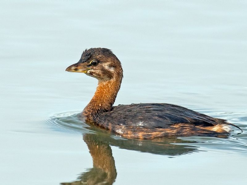 A beautiful bird gliding through the water at the nature center in buena vista lagoon, a top thing to do in oceanside