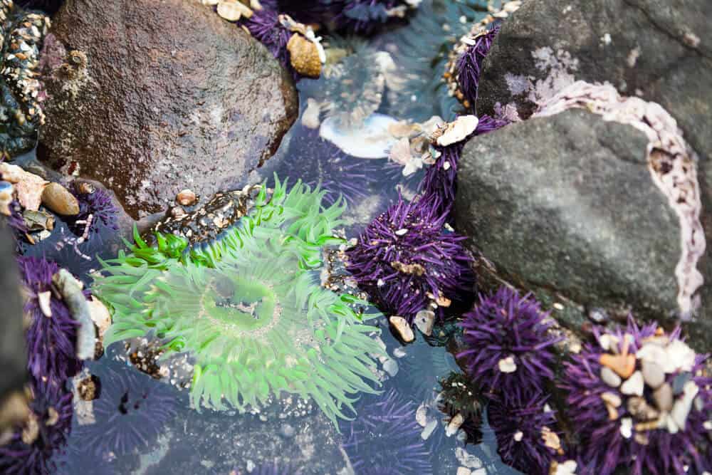 details of sea life in a tidepool in california