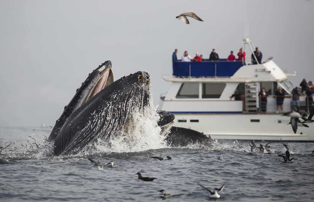 A humpback whale lunge feeds in front of a boat full of whale watchers in Monterey Bay, California.