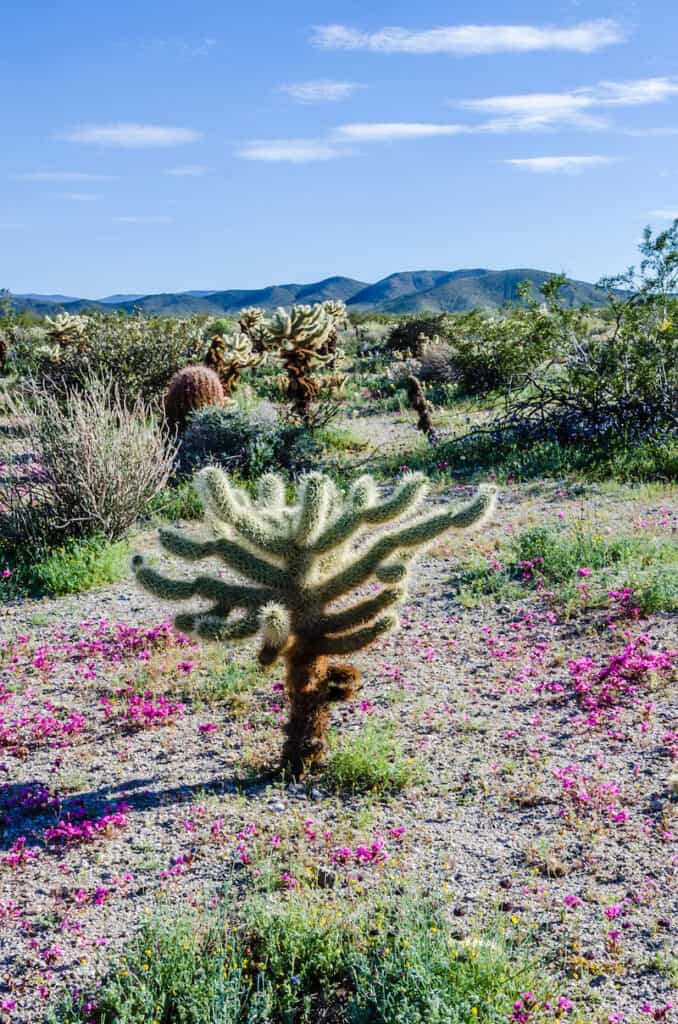 A fuzzy cholla cactus with other cacti in the background, distant mountains on the horizon, and pink desert wildflowers in the foreground.