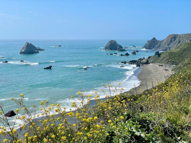 yellow wildflowers in front of the jenner beach in california