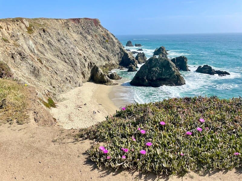 the rocks and beaches of bodega head with purple flowers