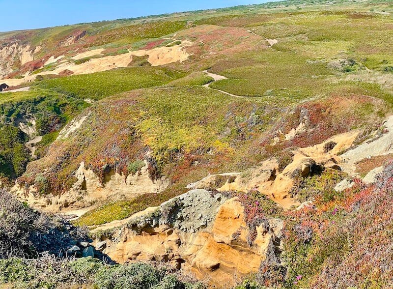 the colorful wildflowers of bodega head