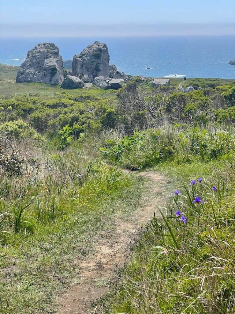 a few purple irises and two large boulders on the kortum trail with the pacific in the distance