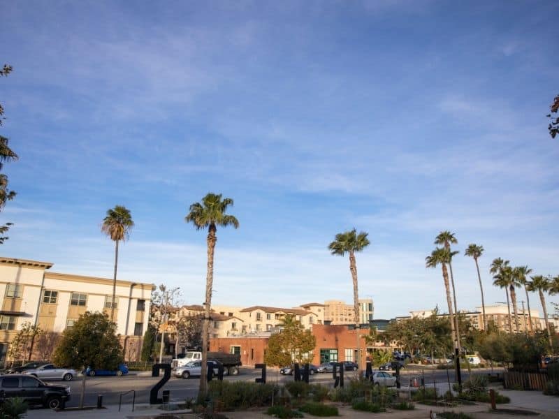 palm trees in anaheim california in the afternoon