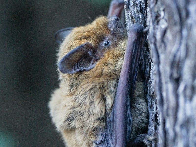 a little brown bat clinging to a tree