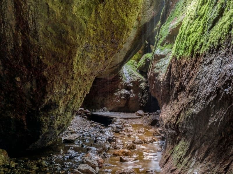 the trail to bear gulch cave a popular place for a special species of bat in california