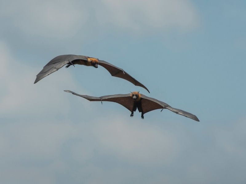 two bats flying in the air